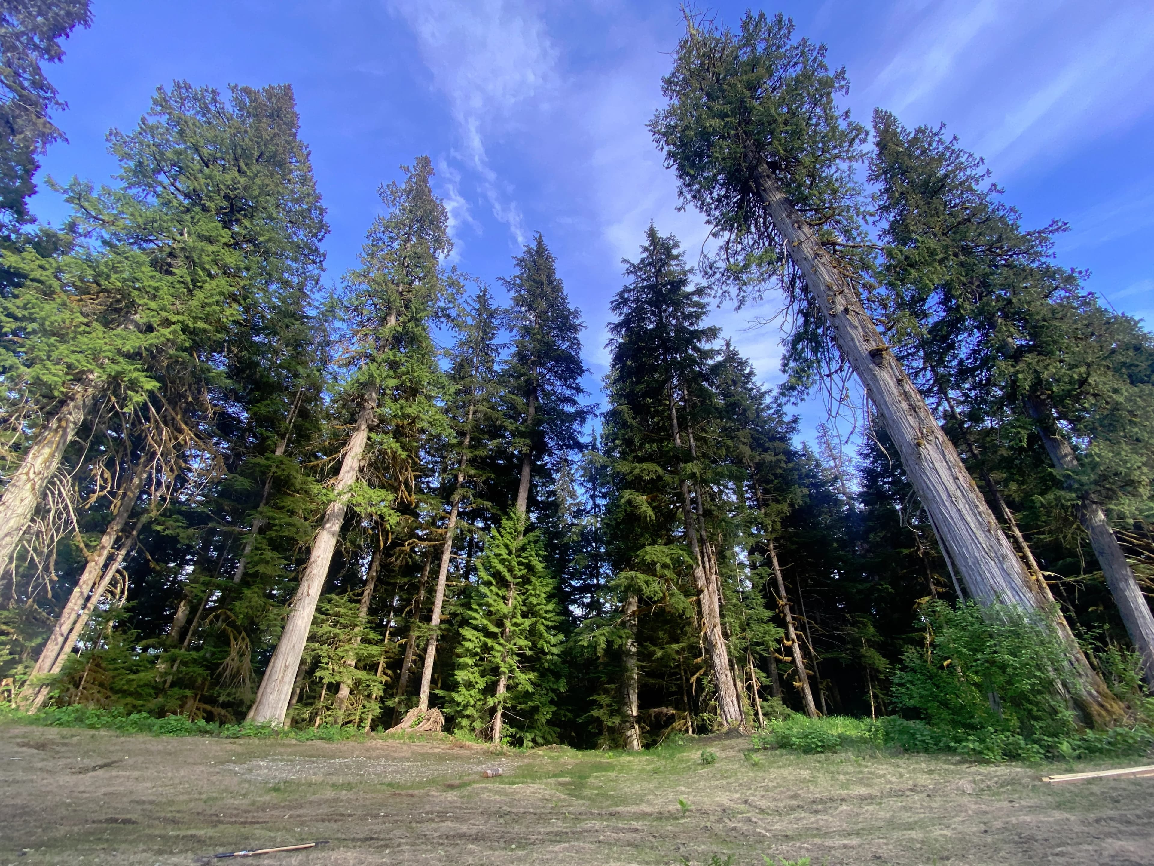 /_next/static/immutable/media/cedar-trees.340y0vz_p41hz.webp