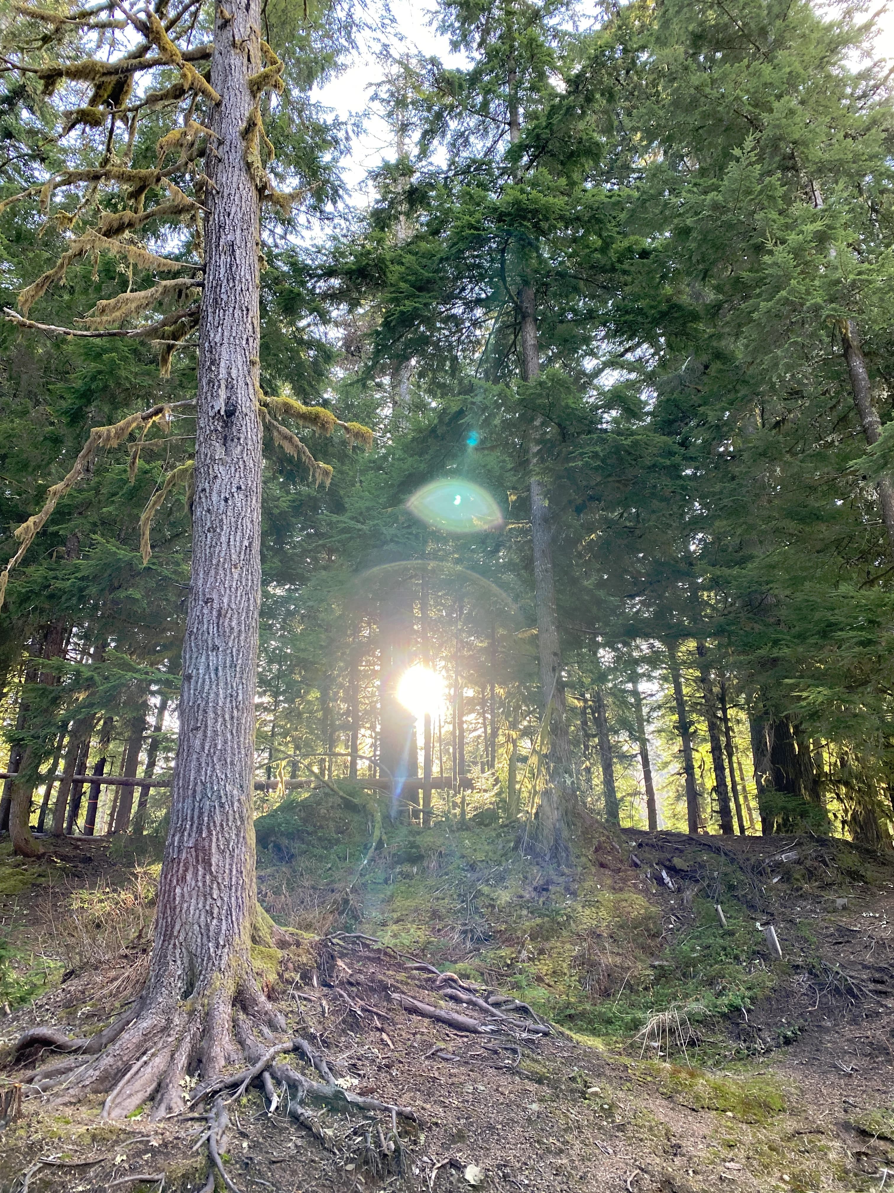 /_next/static/immutable/media/sunny-trees.1bcf4umjiwfjl.webp